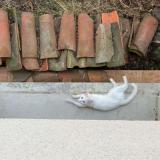 Foto del gato perdido en Rambouillet