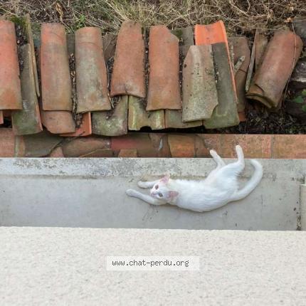 Foto 1/1 Gigi Chat perdido en Rambouillet