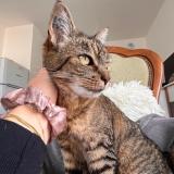 Foto del gato perdido en Saintes