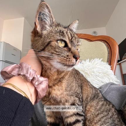 Foto 1/1 Timine Chat perdido en Saintes