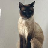 Foto del gato perdido en Chatonnaye