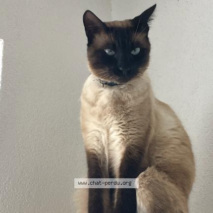 Foto 1/1 Cryo Chat perdido en Chatonnaye