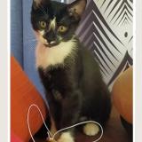 Foto del gato perdido en Avord