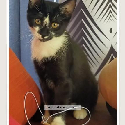 Foto 1/1 ALOHA Chat perdido en Avord