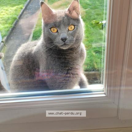 Foto 1/1 Tokyo Chat perdido en Harfleur