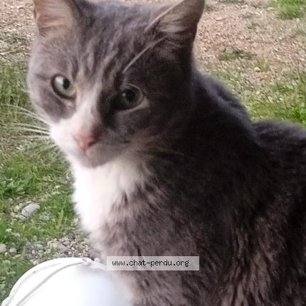 Foto 1/1 Maurice Chat perdido en Oytier saint oblas