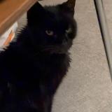 Foto de gato encontrado en Marseille