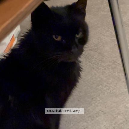 Foto 1/1 Gato encontrado Encontrado en Marseille