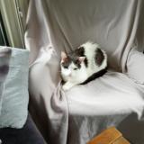 Foto del gato perdido en Bierges