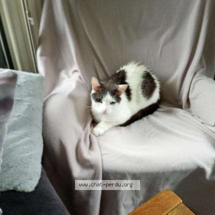 Foto 1/1 Bandy Chat perdido en Bierges