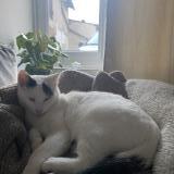 Foto del gato perdido en Sable D Olonne