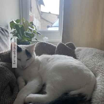 Foto 1/1 Khyo Chat perdido en Sable d olonne