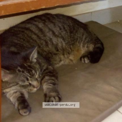 Foto 1/1 M Chat perdido en Barlin