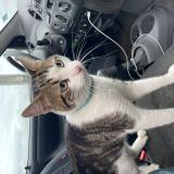 Foto de gato encontrado en Boissy Sous St Yon