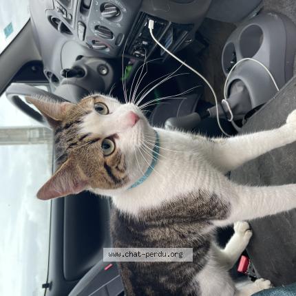 Foto 1/1 Gato encontrado Encontrado en Boissy sous st yon