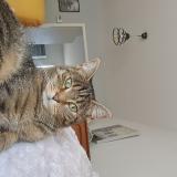 Foto del gato perdido en Chereng