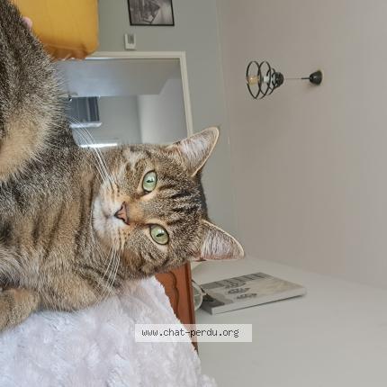 Foto 1/1 TAHO Chat perdido en Chereng