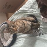 Foto del gato perdido en Tregueux