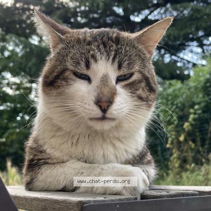 Foto 1/1 Couki Chat perdido en Toulouse