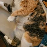 Foto del gato perdido en Dorchester Center