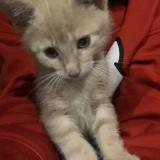 Foto del gato perdido en Roubaix