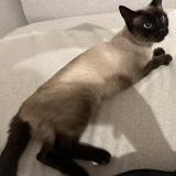 Foto de gato encontrado en Bormes Les Mimosas