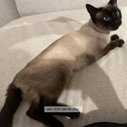 Foto 1/1 Gato encontrado Encontrado en Bormes les mimosas