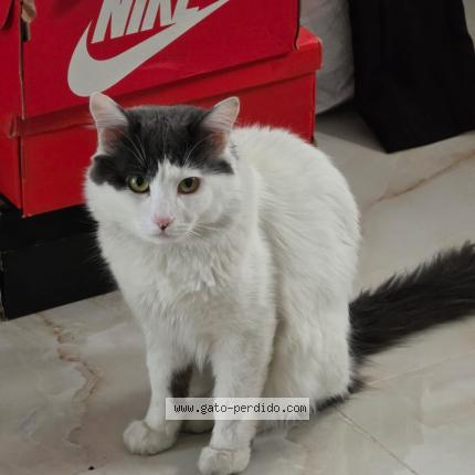 Foto 1/1 Gato encontrado Perdido en Mexico