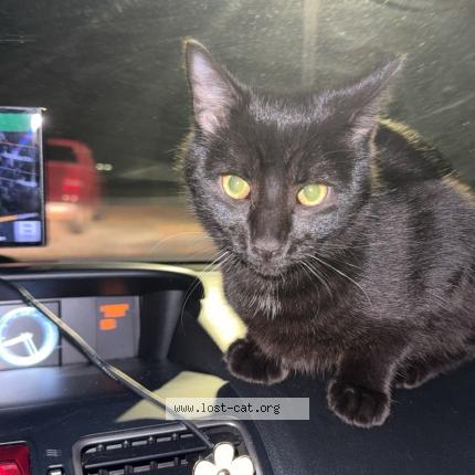 Foto 1/1 Gato encontrado Encontrado en Cape may court house