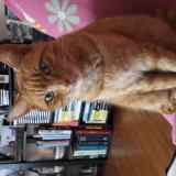 Foto del gato perdido en Orthez