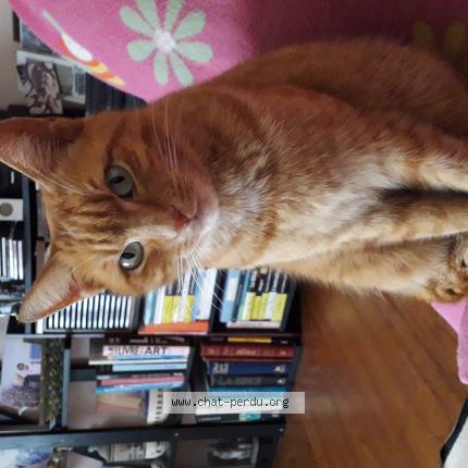 Foto 1/1 Rouquette Chat perdido en Orthez