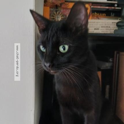 Foto 1/1 Alex Chat perdido en Tours