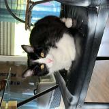 Foto del gato perdido en Le Rheu