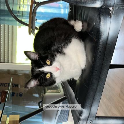 Foto 1/1 Martin BEBE Chat perdido en Le rheu