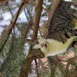 Foto del gato perdido en Saint Vit