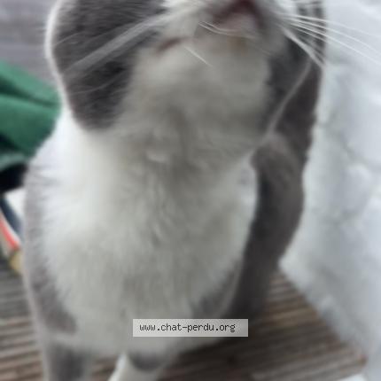 Foto 1/1 Gato encontrado Encontrado en Machelen