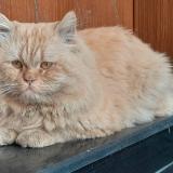 Foto del gato perdido en Bismillah Housing Scheme Lahore