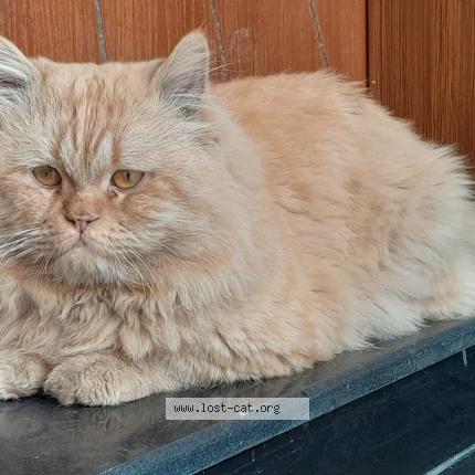 Foto 1/1 Simba Chat perdido en Bismillah housing scheme lahore