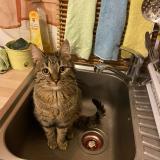 Foto del gato perdido en Vitry Sur Seine