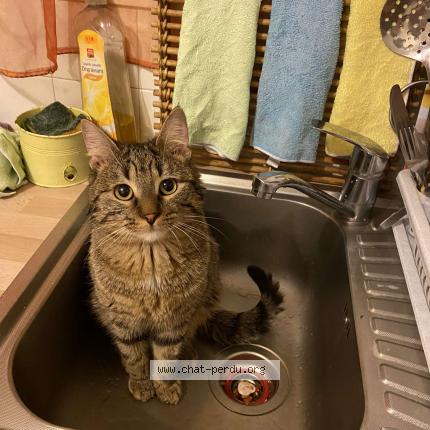 Foto 1/1 Lascar Chat perdido en Vitry sur seine