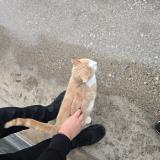 Foto de gato encontrado en Pontgibaud