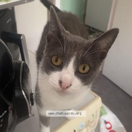 Foto 1/1 Pô Chat perdido en Fleury sur orne 14123