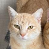 Foto del gato perdido en Craon