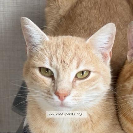 Foto 1/1 Aice Chat perdido en Craon