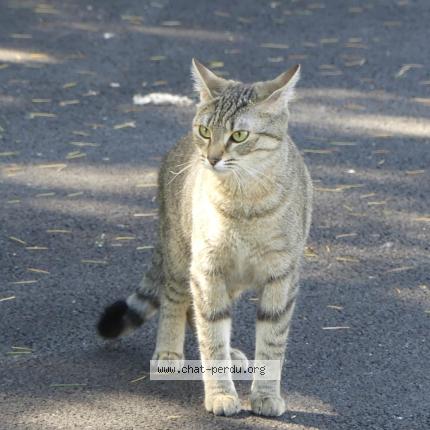 Foto 1/1 Java Chat perdido en Vineuil