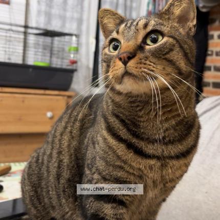 Foto 1/1 Ratatouille Chat perdido en Bosc le hard