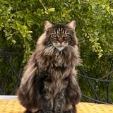 Foto del gato perdido en La Cadiere D Azur