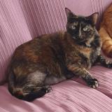 Foto del gato perdido en Tonnay Charente