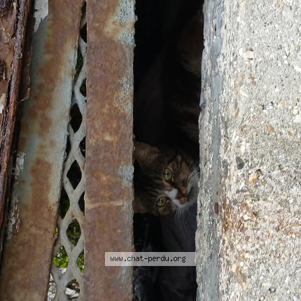 Foto 1/1 Gato encontrado Encontrado en Lille