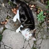 Foto de gato encontrado en Tessancourt Sur Aubette